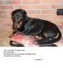 PETS GALLERY - 1A